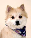 Foster-ADOPTED 09.24.13
