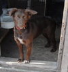 Stella-ADOPTED 11.11.12