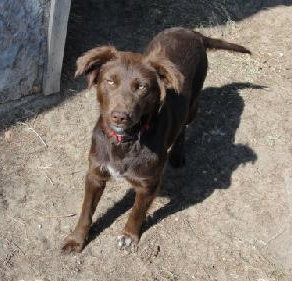 Stella-ADOPTED 11.11.12