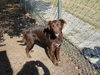 Stella-ADOPTED 11.11.12
