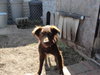Stella-ADOPTED 11.11.12