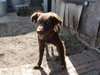 Stella-ADOPTED 11.11.12