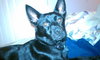 Suzie-BDS-ADOPTED 11.29.12