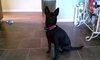 Suzie-BDS-ADOPTED 11.29.12