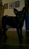 Suzie-BDS-ADOPTED 11.29.12