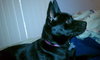 Suzie-BDS-ADOPTED 11.29.12