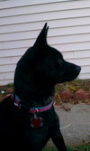 Suzie-BDS-ADOPTED 11.29.12