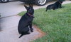 Suzie-BDS-ADOPTED 11.29.12