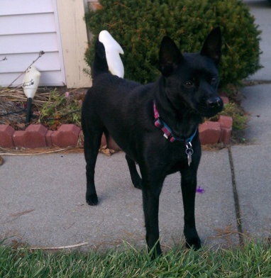 Suzie-BDS-ADOPTED 11.29.12