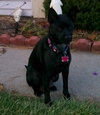 Suzie-BDS-ADOPTED 11.29.12