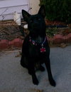 Suzie-BDS-ADOPTED 11.29.12