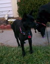 Suzie-BDS-ADOPTED 11.29.12