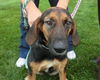 Topsee-ADOPTED 10.24.12