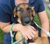 Topsee-ADOPTED 10.24.12