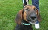 Topsee-ADOPTED 10.24.12