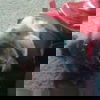 Topsee-ADOPTED 10.24.12