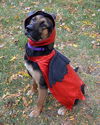 Topsee-ADOPTED 10.24.12