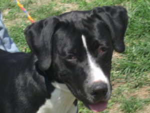 Dice-ADOPTED 03.22.13