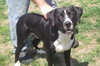 Dice-ADOPTED 03.22.13