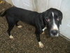 Dice-ADOPTED 03.22.13