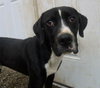 Dice-ADOPTED 03.22.13