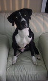 Dice-ADOPTED 03.22.13