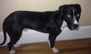 Dice-ADOPTED 03.22.13