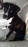 Dice-ADOPTED 03.22.13