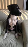 Dice-ADOPTED 03.22.13