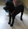 India- ADOPTED 10.25.12