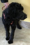 India- ADOPTED 10.25.12