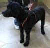India- ADOPTED 10.25.12