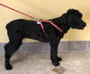 India- ADOPTED 10.25.12
