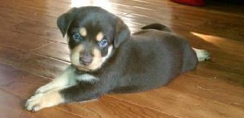 Zf Litter Bear - ADOPTED 11.02.12