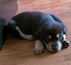 Zf Litter Bear - ADOPTED 11.02.12