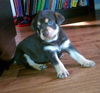 Zf Litter Bear - ADOPTED 11.02.12