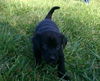Zf Litter Patch - ADOPTED 11.04.12