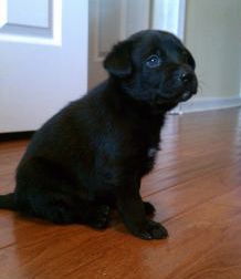 Zf Litter Patch - ADOPTED 11.04.12