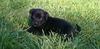Zf Litter Patch - ADOPTED 11.04.12
