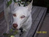 Diamond-ADOPTED 01.19.13