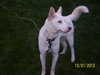 Diamond-ADOPTED 01.19.13