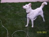 Diamond-ADOPTED 01.19.13