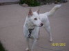 Diamond-ADOPTED 01.19.13
