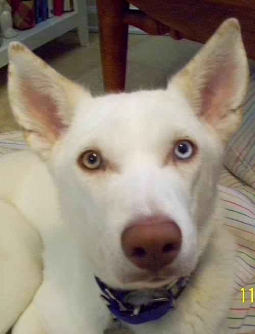 Diamond-ADOPTED 01.19.13