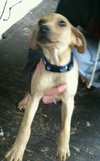 Duke - ADOPTED 03.15.13