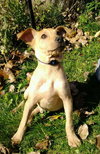 Duke - ADOPTED 03.15.13