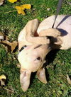 Duke - ADOPTED 03.15.13
