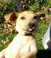 Duke - ADOPTED 03.15.13