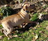 Duke - ADOPTED 03.15.13