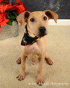 Duke - ADOPTED 03.15.13